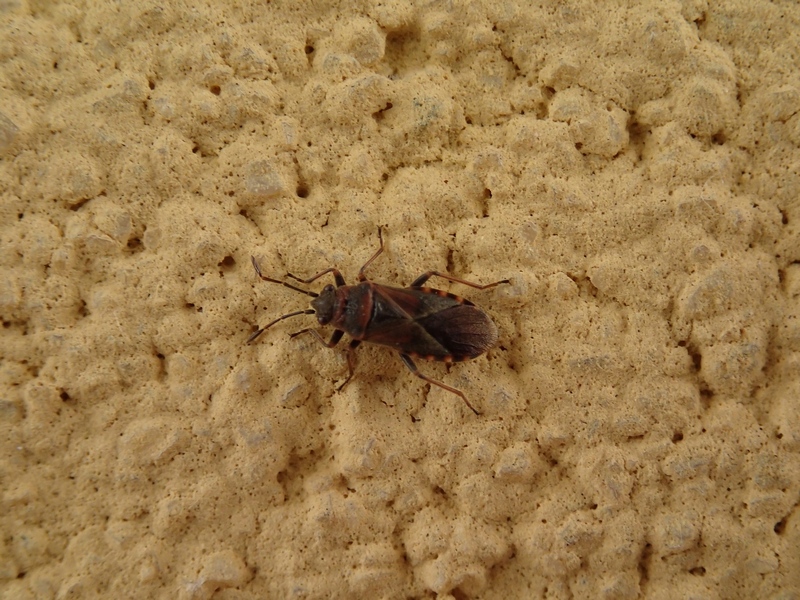 Lygaeidae: Arocatus melanocephalus del Veneto (TV)